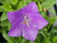 /album/fotogalerie-nabidka/campanula-carpatica-velky-zvon-20260603-105746-jpg/